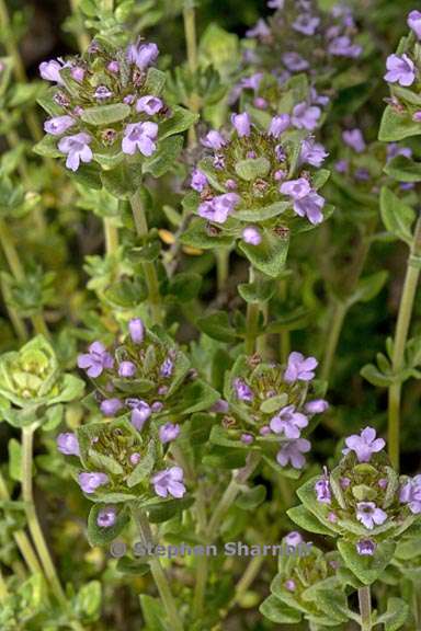 thymus camphoratus 4 graphic